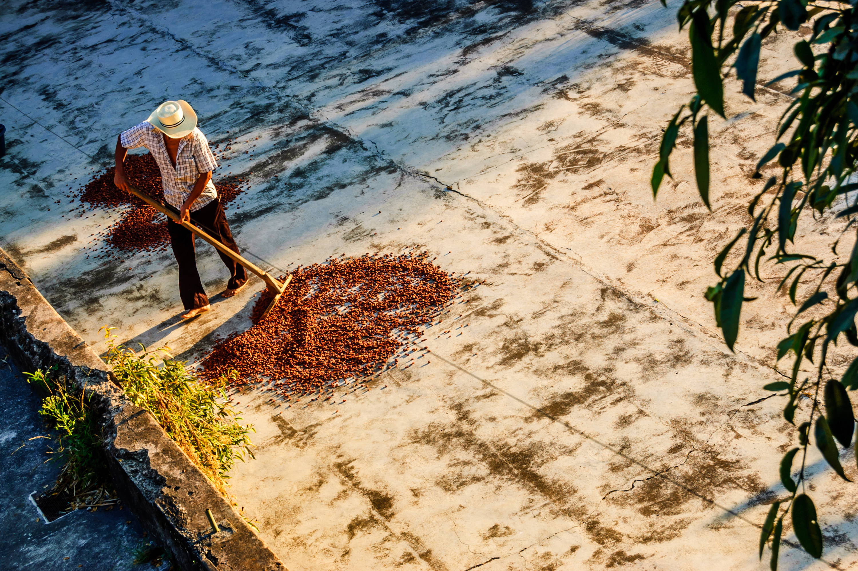 Raking cocoa beans