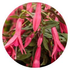 Photo of Sun Pendants™ Hot Pink Fuchsia