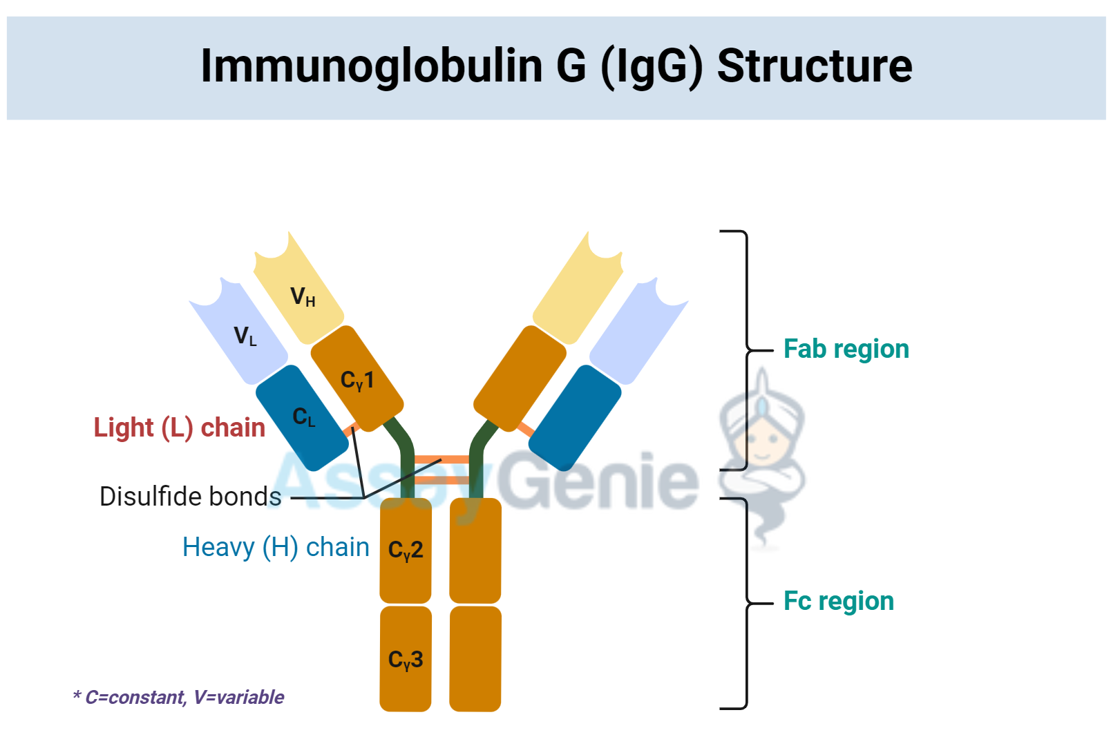 Structure of immunoglobulin 