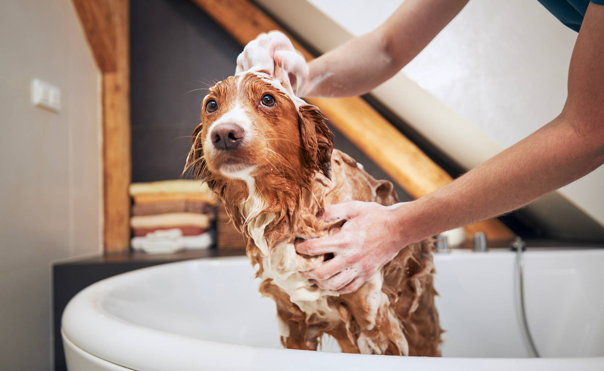 Dog getting a bath. Tips for grooming your dog at home and reduce grooming anxiety