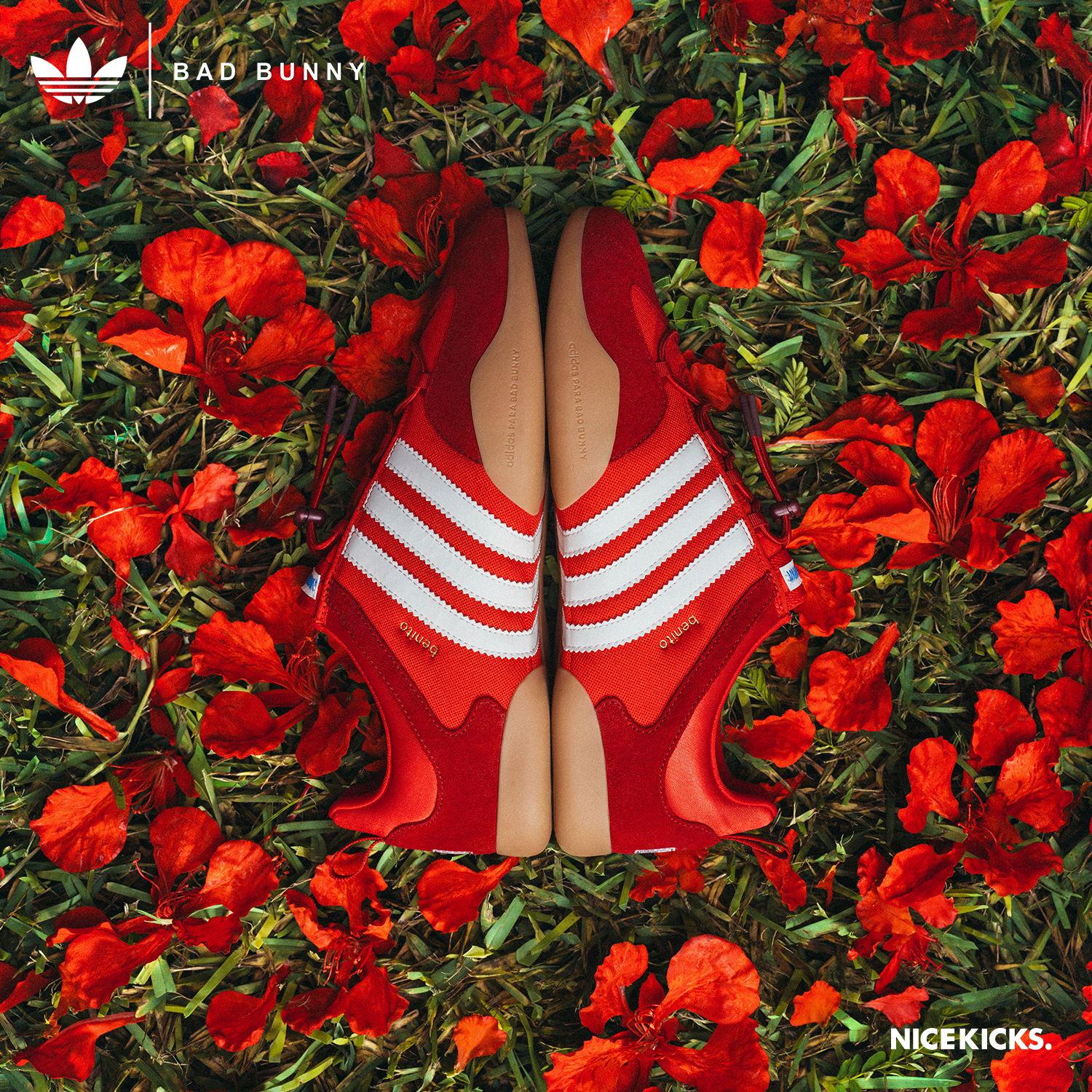 Red sneakers on a bed of vibrant red flowers.