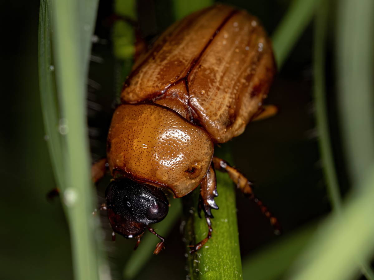 Insects in your compost? Here's how to tell if they're a pest or a gue