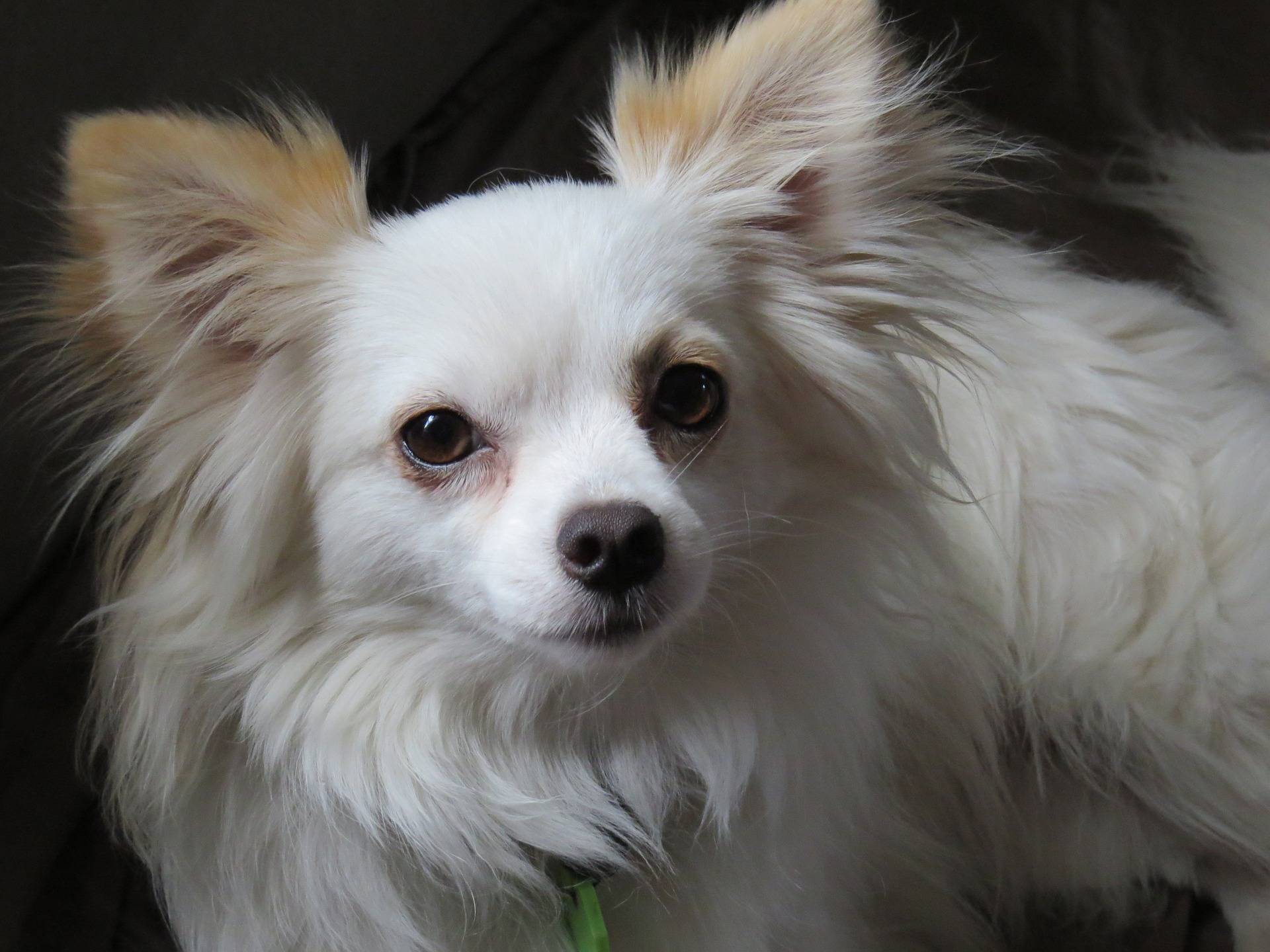 white long haired chihuahua