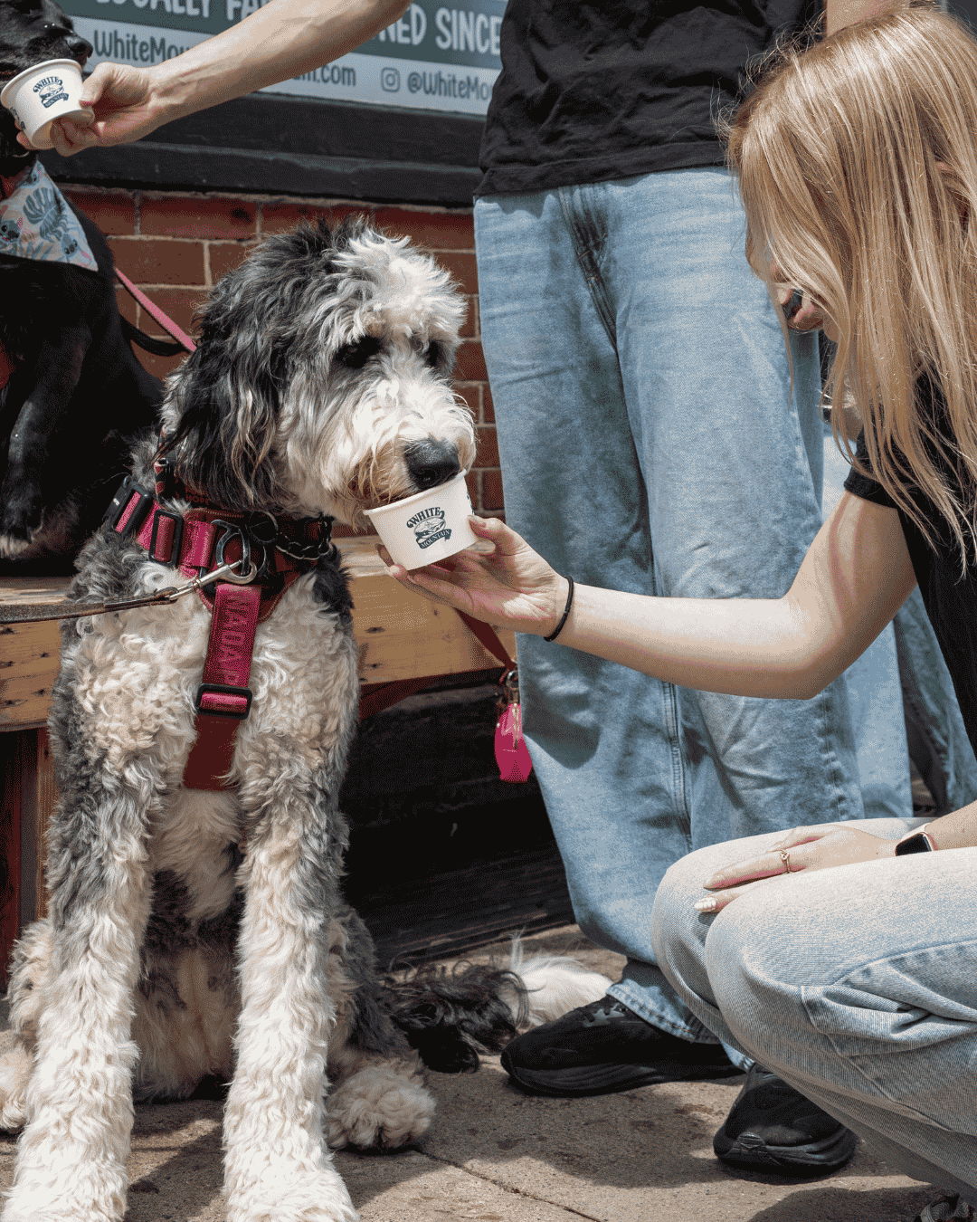 A person feeding ice cream to a dog outdoors.