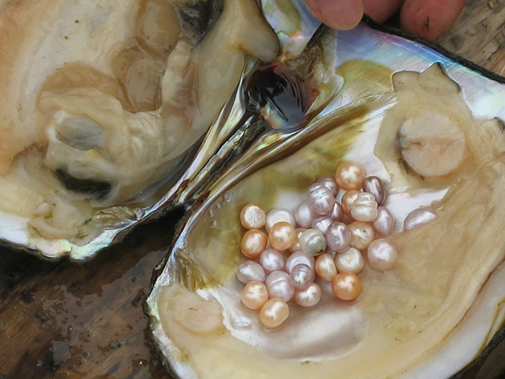 Freshwater Pearls Harvest Shape