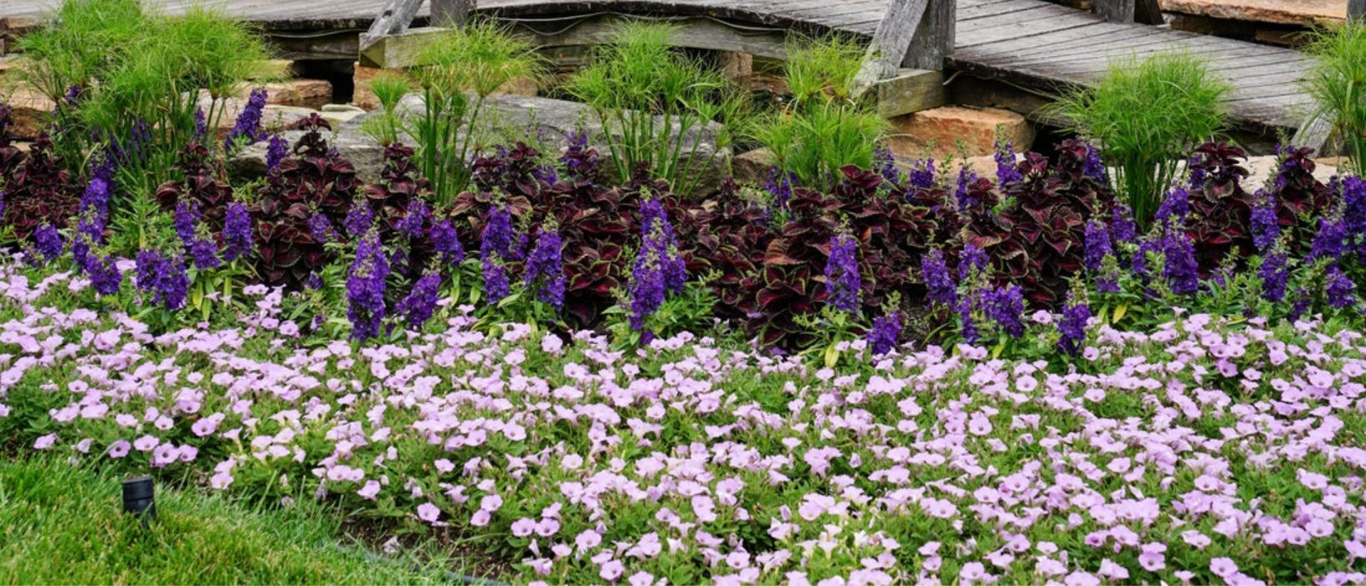 Proven Winners display garden full of Angelface Blue, Coleus ColorBlaze Torchlight, Supertunia Cool Jazz