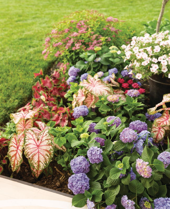Plants planted in a garden consisting annuals, perennials, and shrubs 