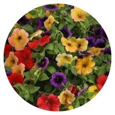 Photo of Beach Blanket Bingo Hanging Basket