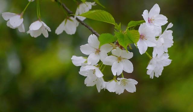 Wild cherry blossom