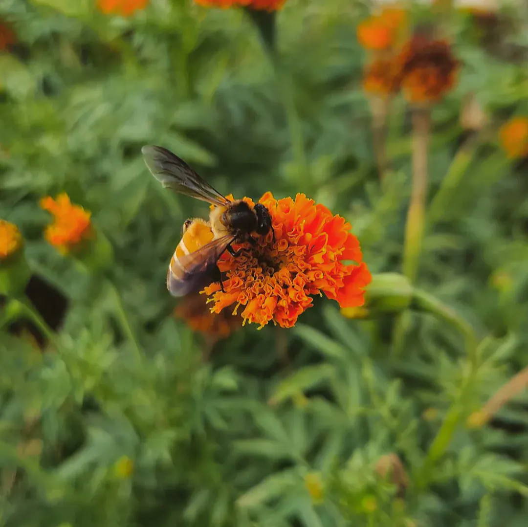 honeybee perched on orange flower in close up photography during daytime