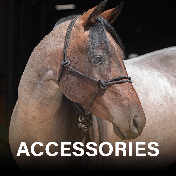 Horse wearing a bridle, with the word 