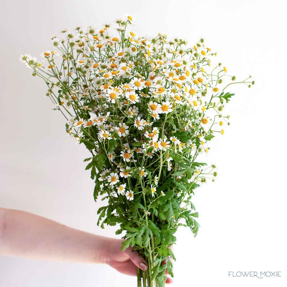 feverfew chamomile