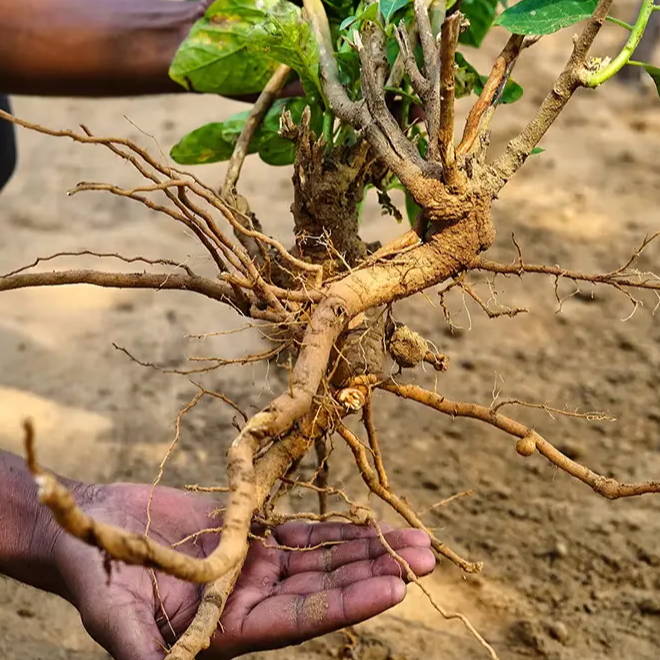 Ashwaganda Root