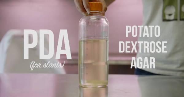 potato dextrose agar
