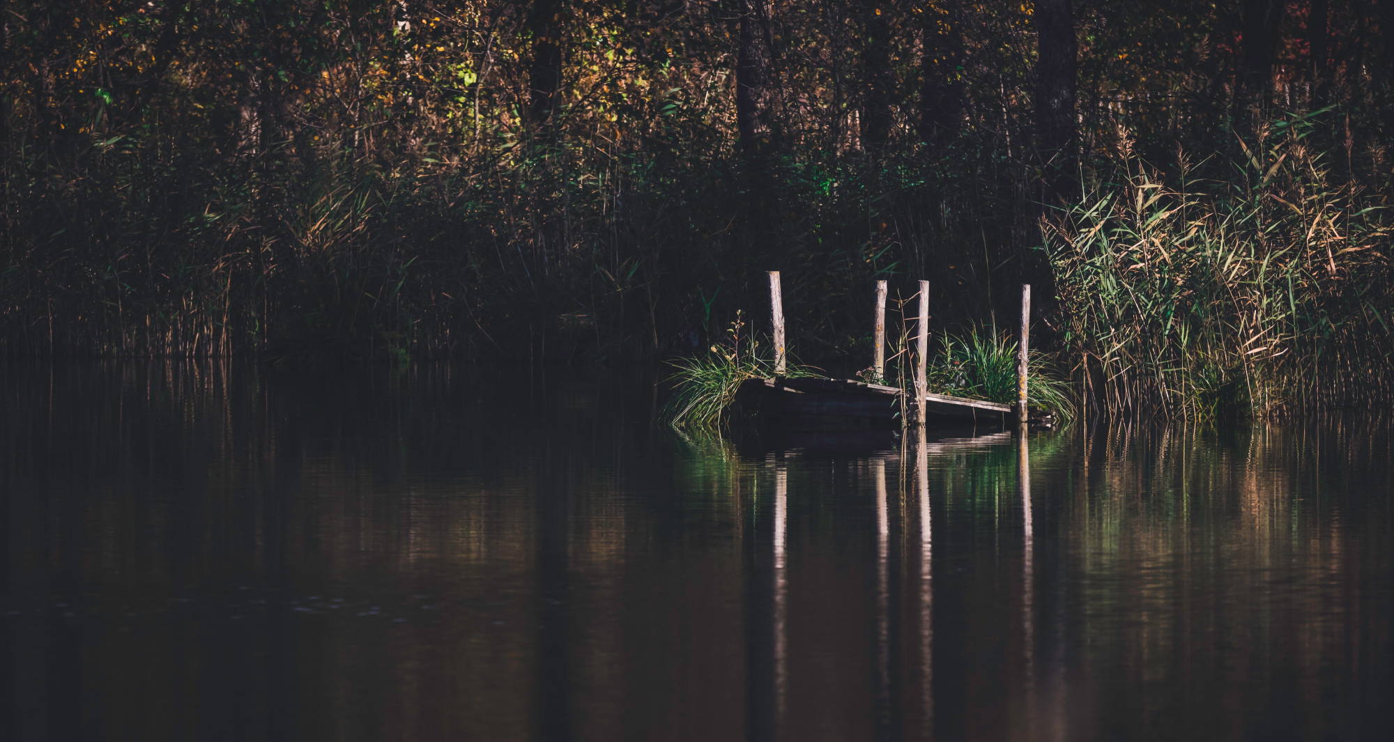 A dilapidated wooden bridge in a dark and murky swamp. 