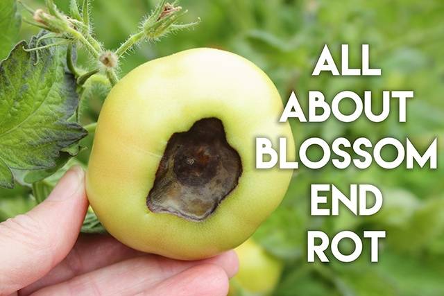All About Blossom End Rot