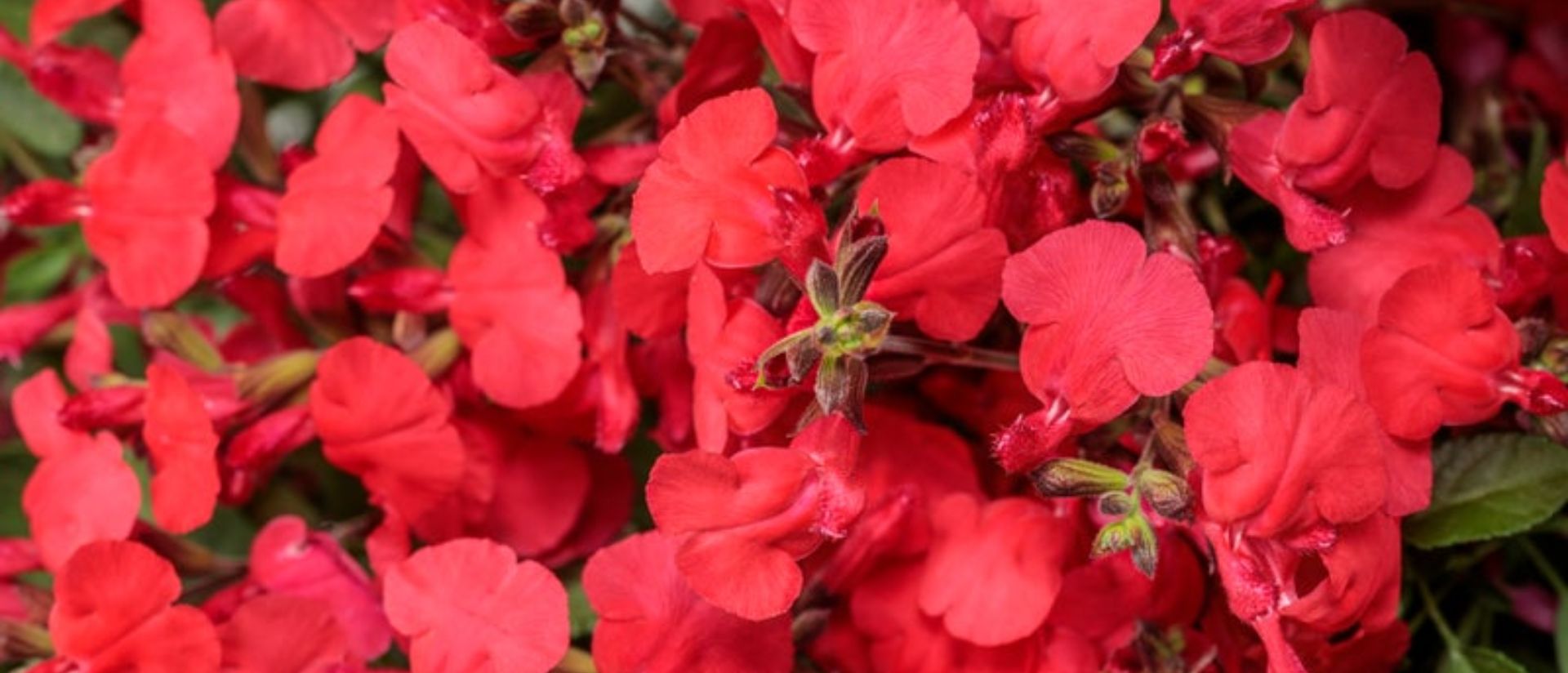 Photo of OutShine™ Red sage