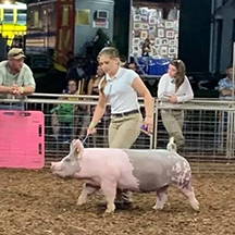 A young woman showing a pink and grey pig in a dirt arena at a livestock competition with spectators in the background.