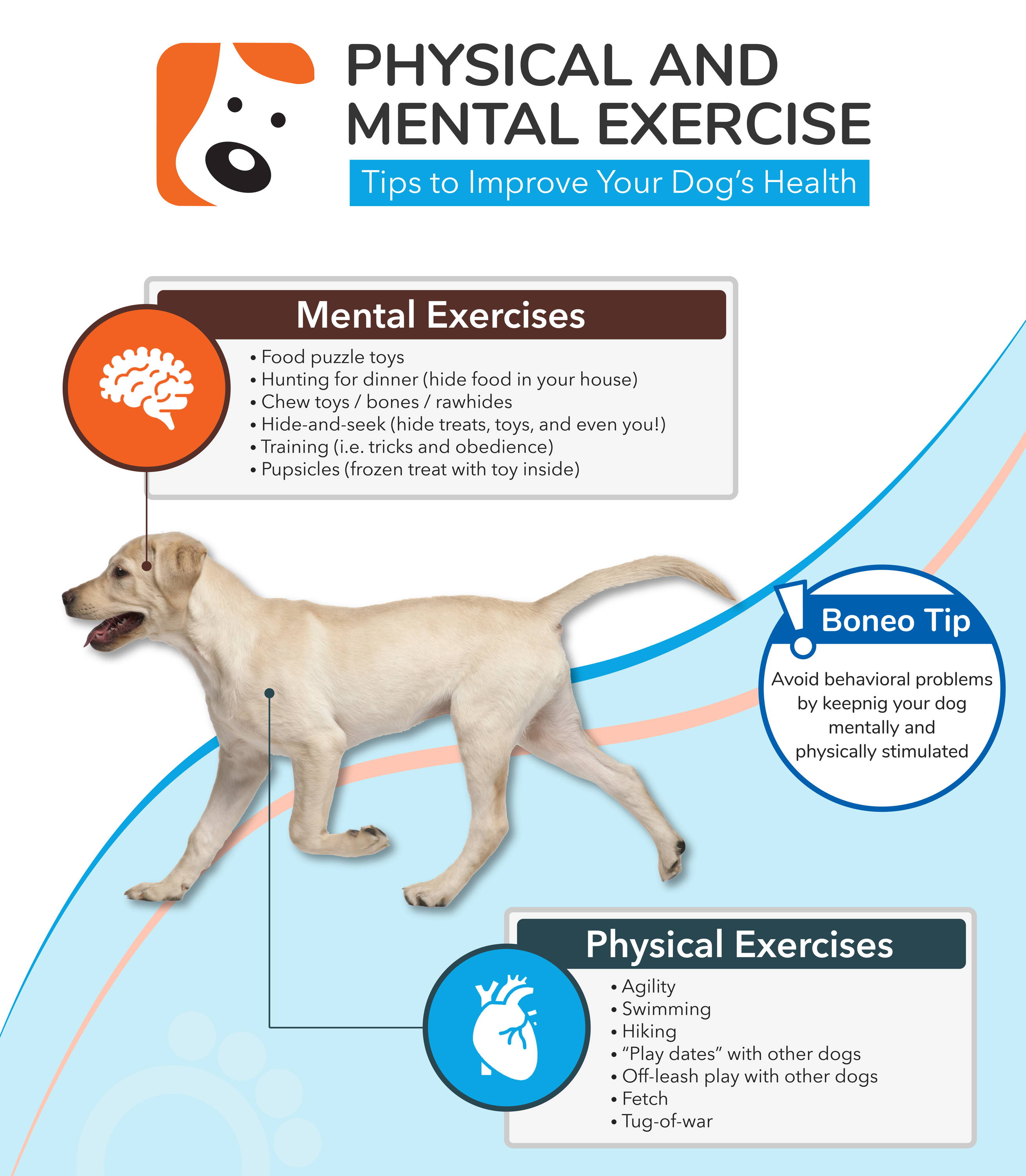 9 Fun Ways to Exercise Dogs When Owners Can't Be Active