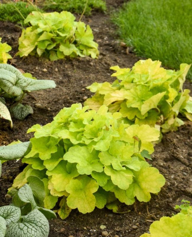 Primo® 'Pistachio Ambrosia' Coral Bells planted in an outdoor garden