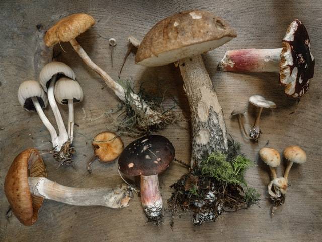 Adaptogenic Mushrooms & Their Benefits