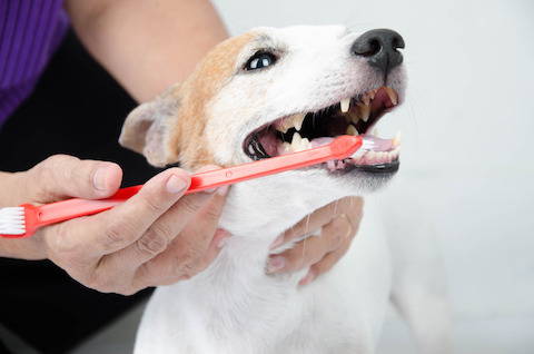 what causes bad breath in puppies