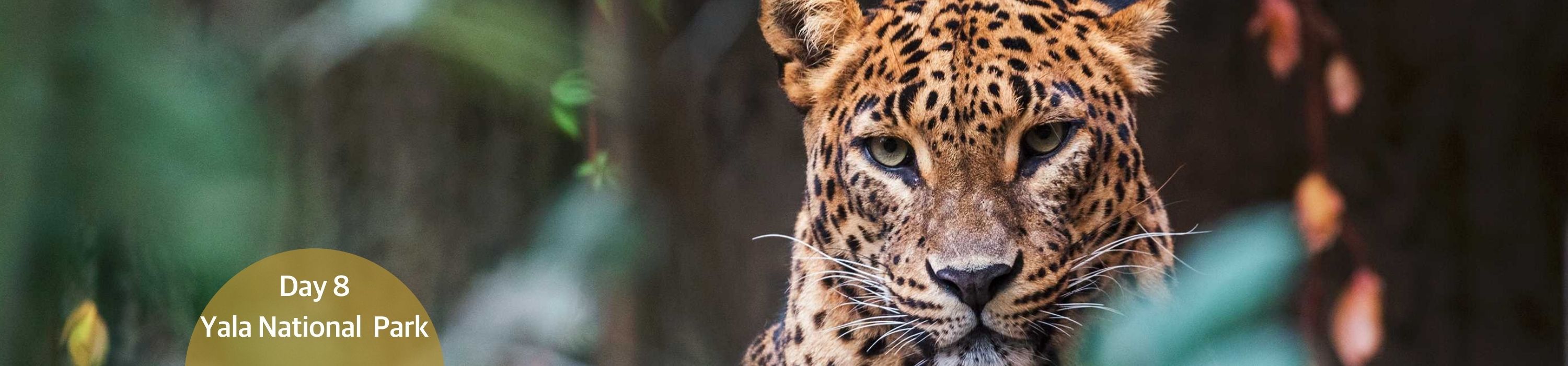 Leopard - Yala National Park
