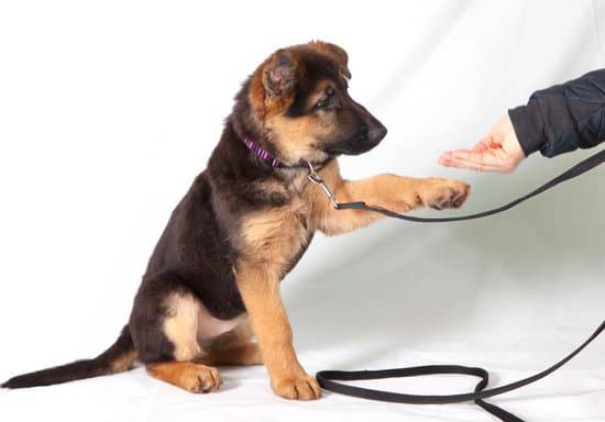 A young black and tan Alsatian puppy on a leash holds its paw up as a hand reaches towards it to hand it a treat