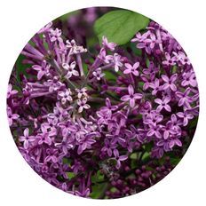 Photo of Bloomerang® Dark Purple Reblooming Lilac