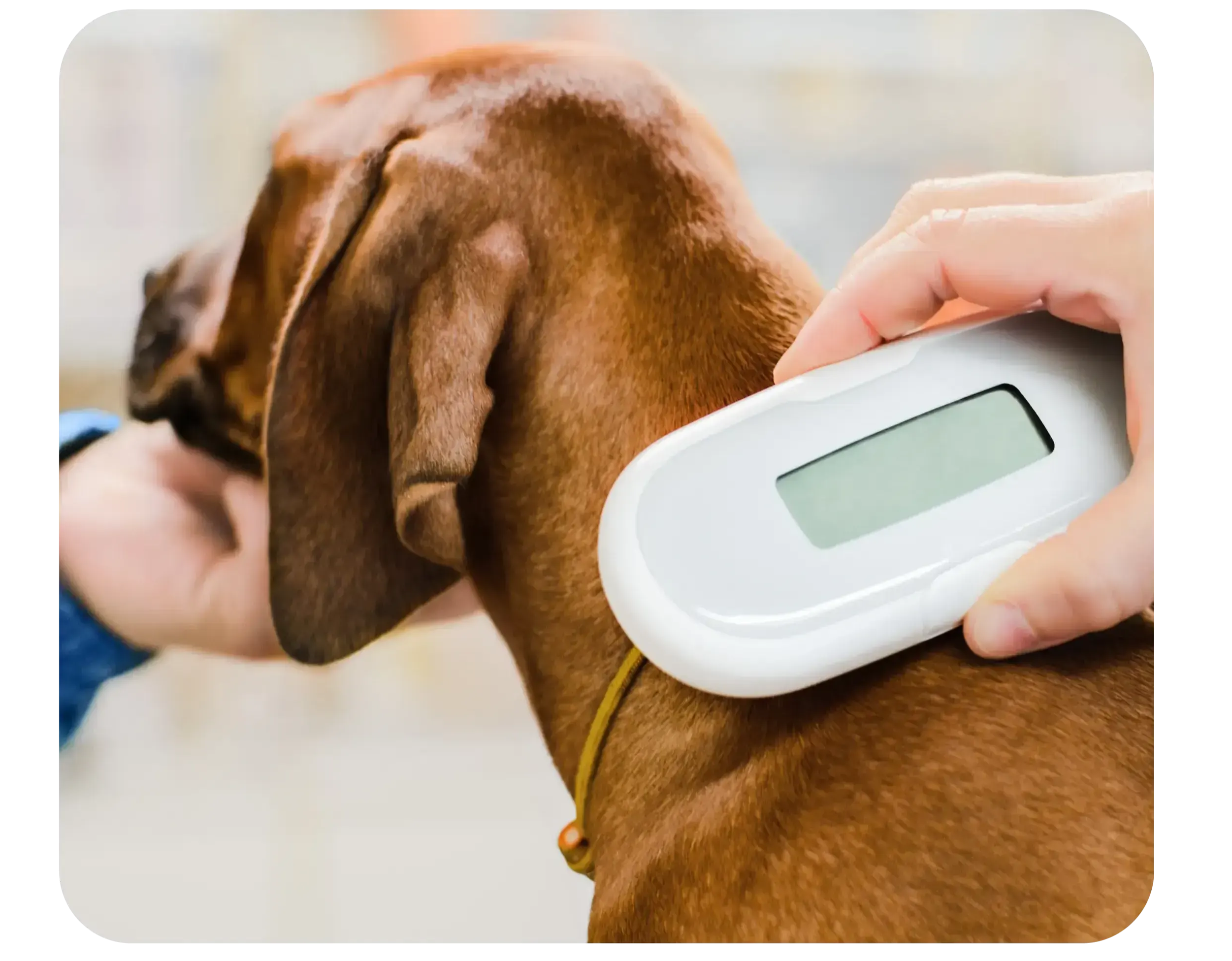 a vizsla being checked for a microchip