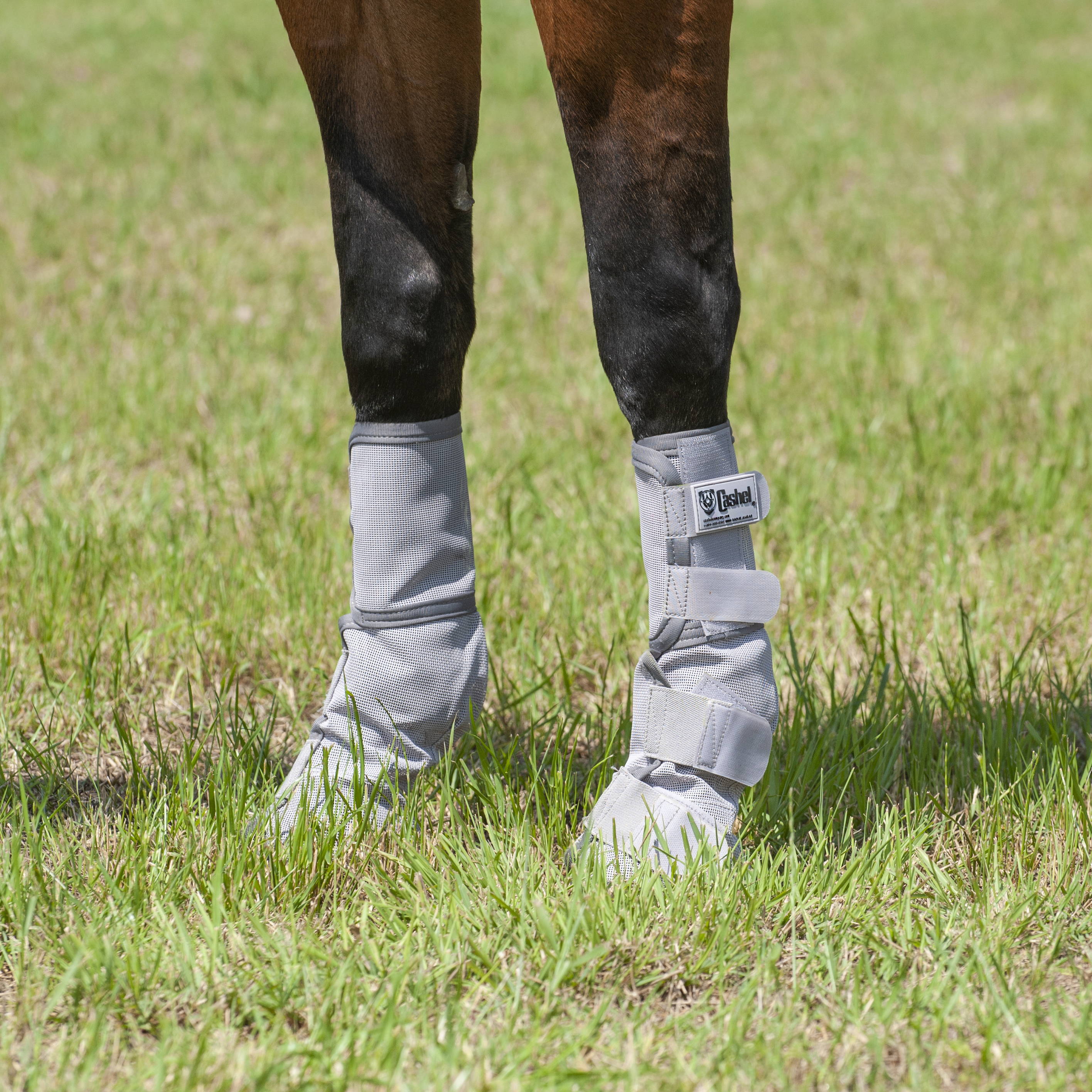 Horse Legs in Horse Boots