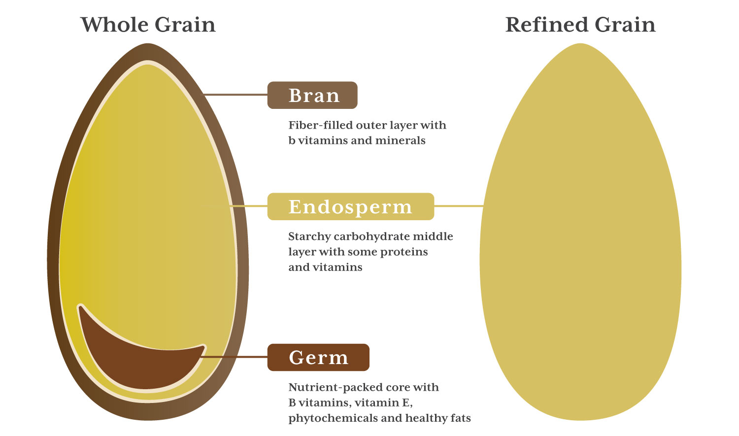 illustration of the difference between whole grain and refined grain