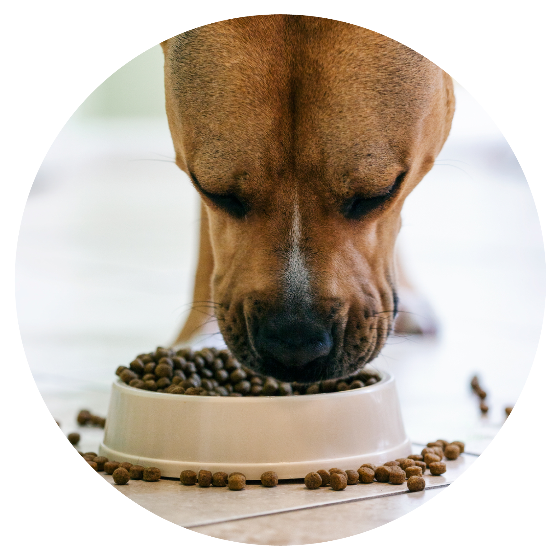 Dog eating bowl of dry kibble food overflowing food bowl