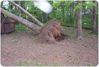 uprooted tree falling on Leonard shed