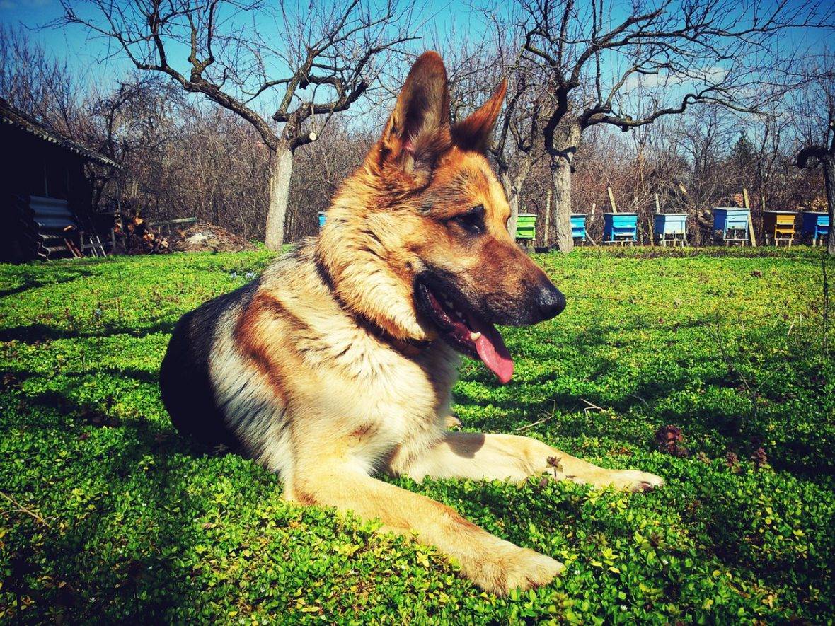 German Shepherd Dog