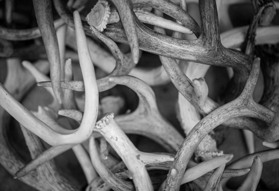 True Wild Florida Antlers