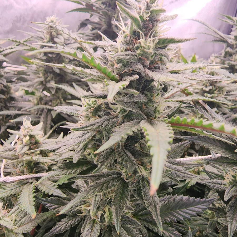With AirCube hydroponic systems your roots will grow top shelf, flavorful plants like these.