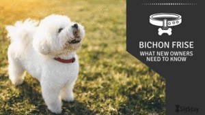 Bichon Frise: What New Owners Need To Know 