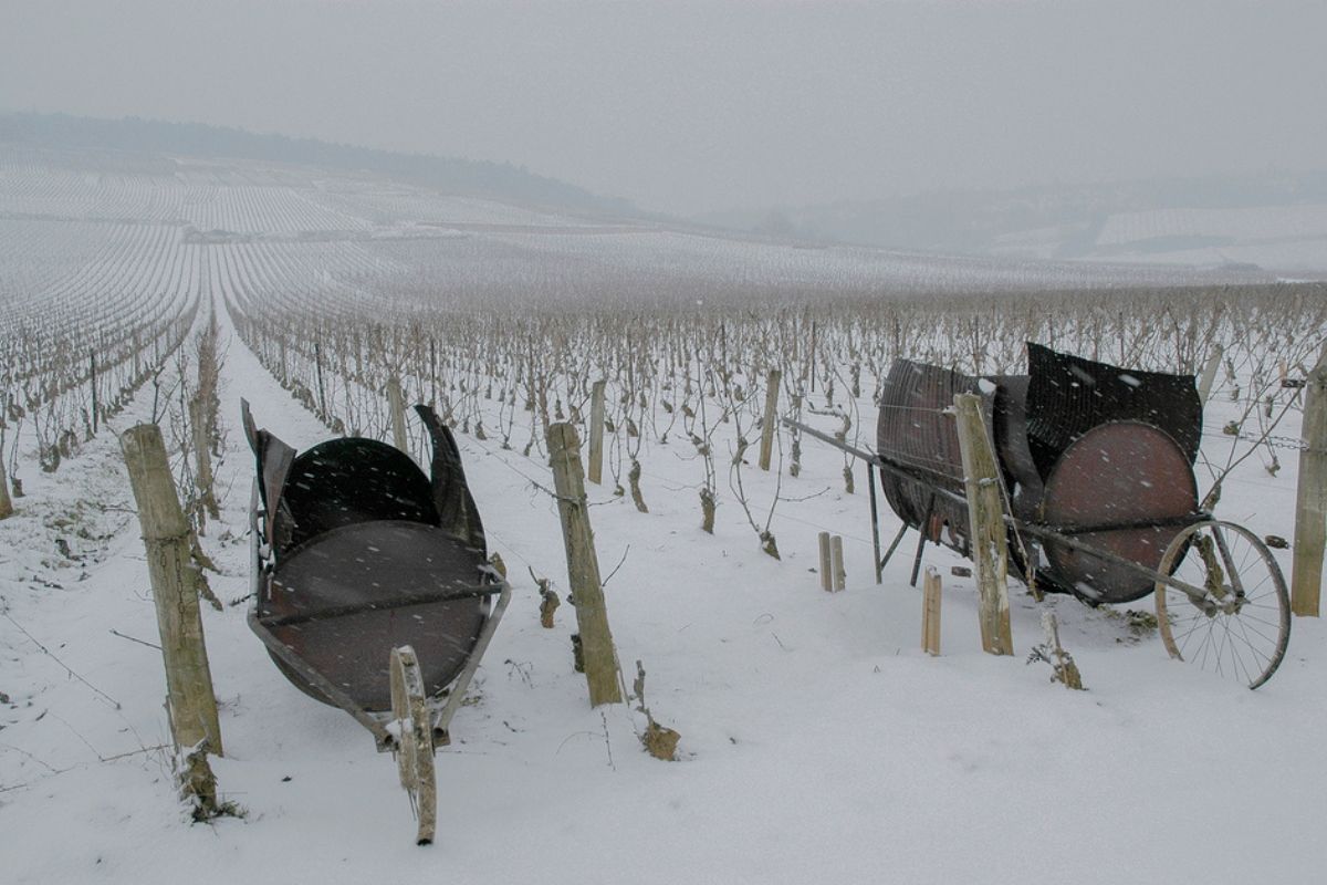 Richebourg Grand Cru, Vosne Romanée, Côte d'Or, Burgundy by Jon Wyand