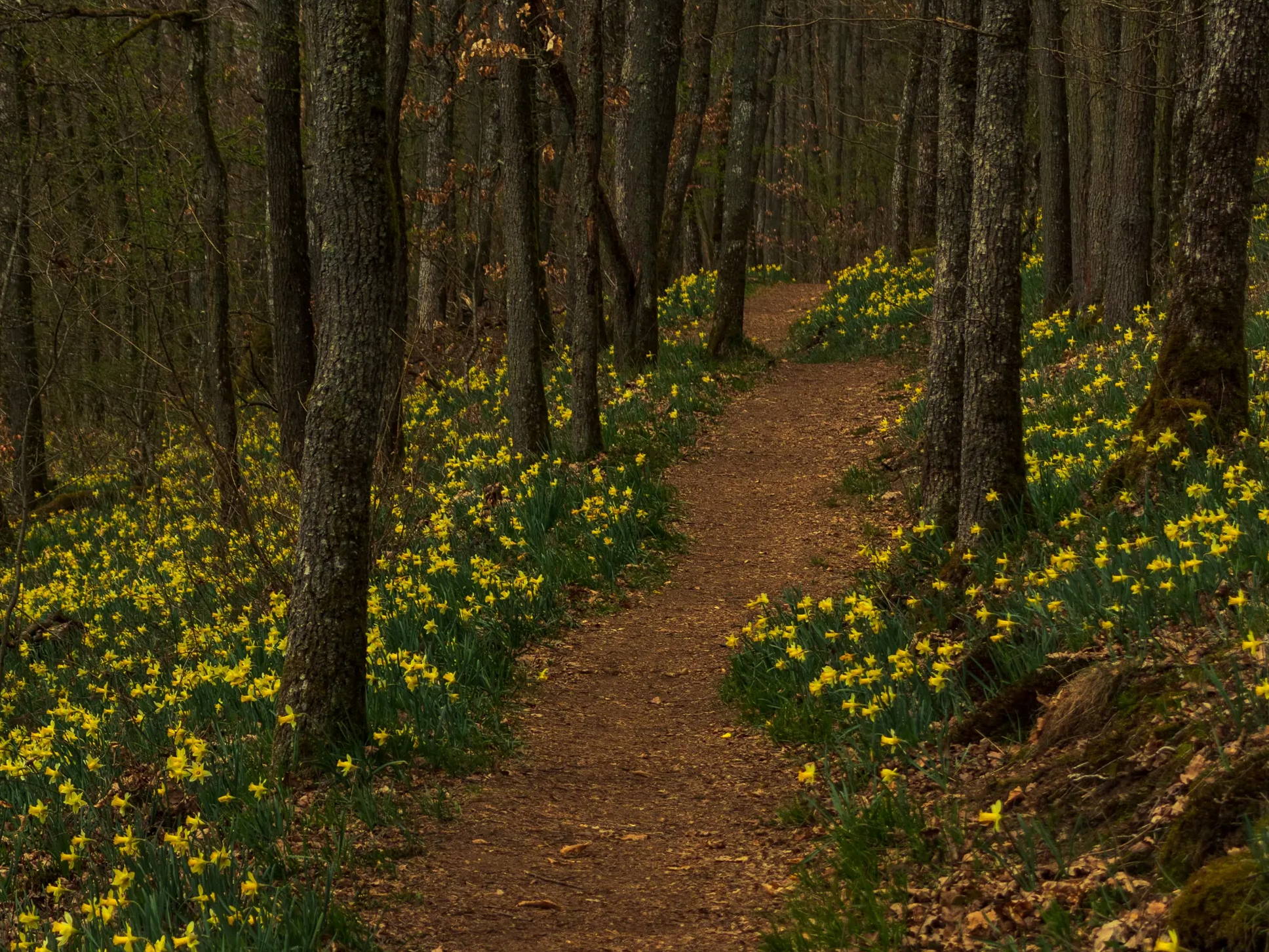 A forest path lined with daffodils