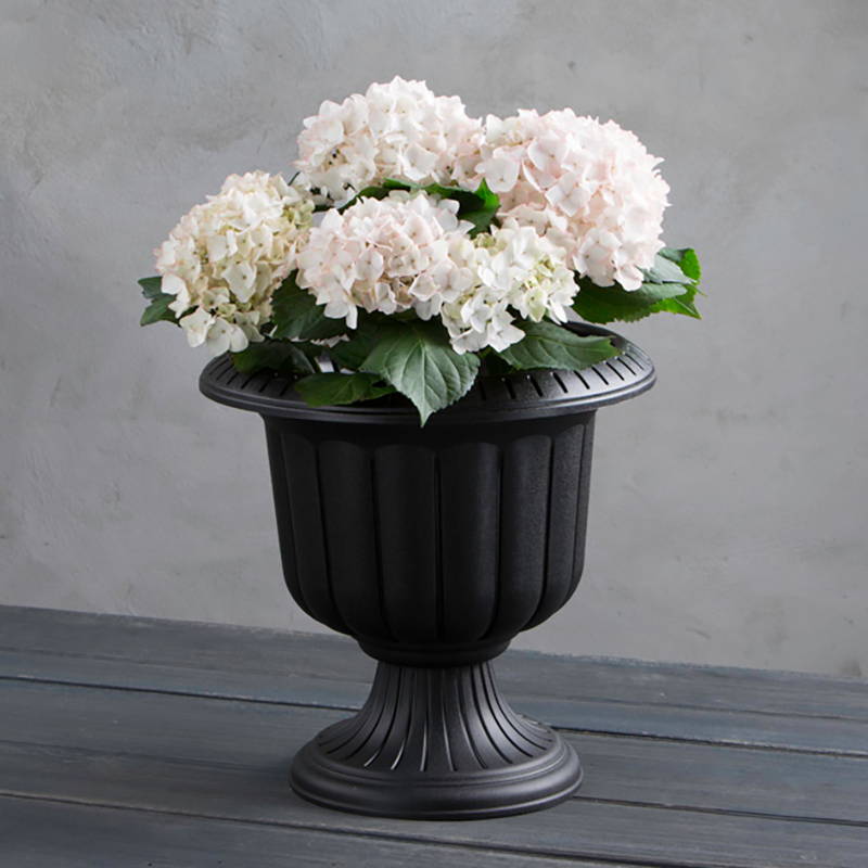 White flowers planted in a black classic urn
