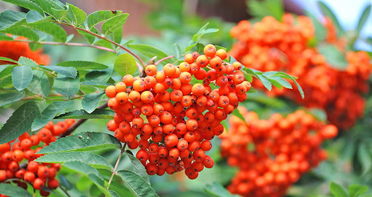 Pruning Rowan