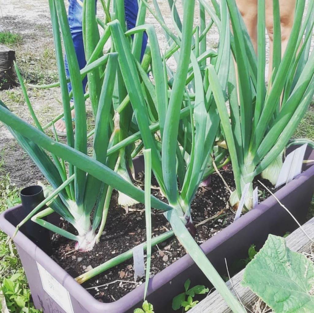 EarthBox from Collier Green program