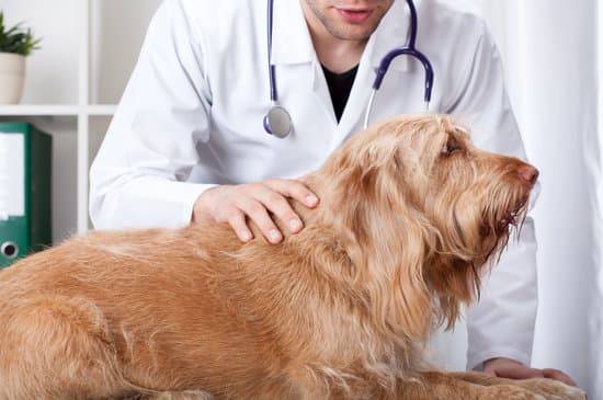 A brown dog lays on a table as a veterinarian places his hand on the dog's back 