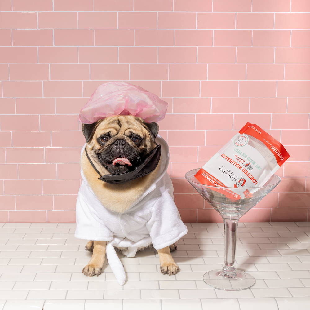 Pug in a bathrobe with Shameless Pets Dog Treats beside him.  Pet Friendly Hotels 