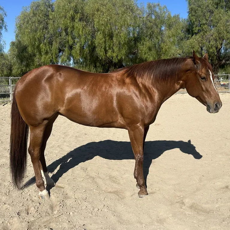 A brown horse standing on sandy ground in a sunny environment.