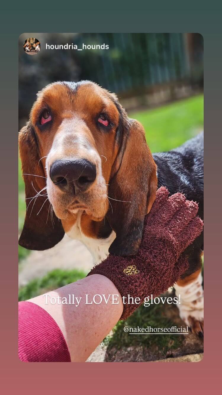Basset hound close-up with a gloved hand nearby.