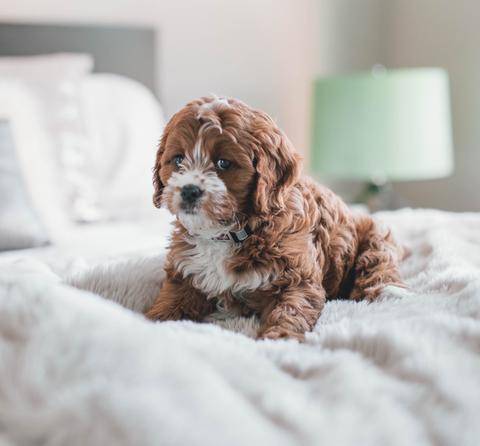 Cute puppy sitting on a bed