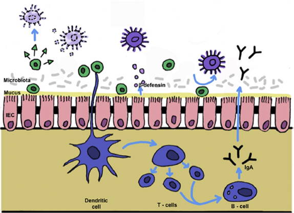 Action of Probiotics for Dogs