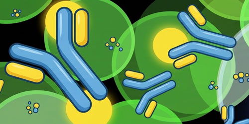 Illustration of Y-shaped IgG antibody molecules used in neuroscience antibody research.